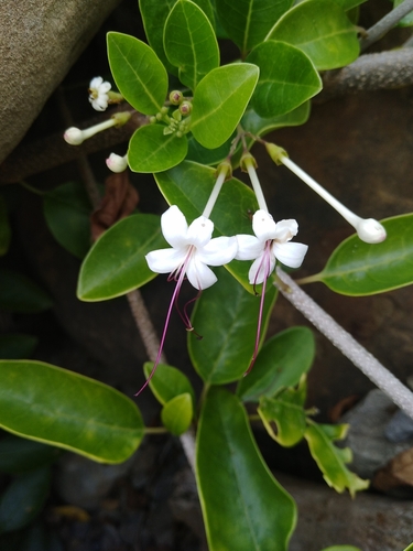 scrambling clerodendrum