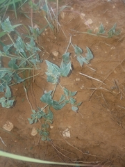 Acleisanthes