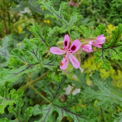 Pelargonium quercifolium