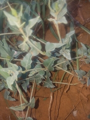 Acleisanthes