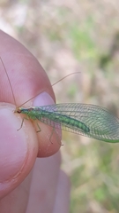 Nineta pallida