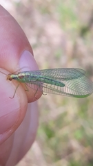 Nineta pallida