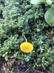 Cotula discolor