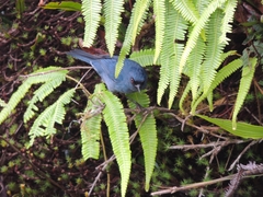 Diglossa caerulescens