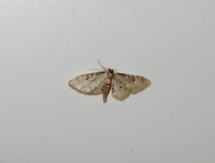 Idaea filicata