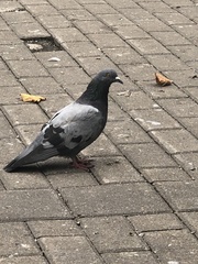 Columba livia domestica