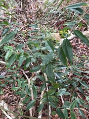 Coptosapelta diffusa
