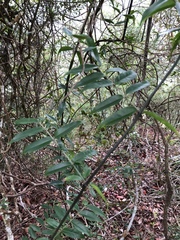 Coptosapelta diffusa