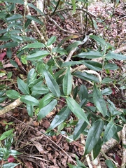 Coptosapelta diffusa
