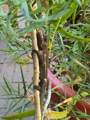 Bradypodion damaranum