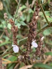 Isoglossa woodii