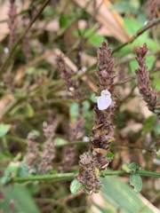 Isoglossa woodii