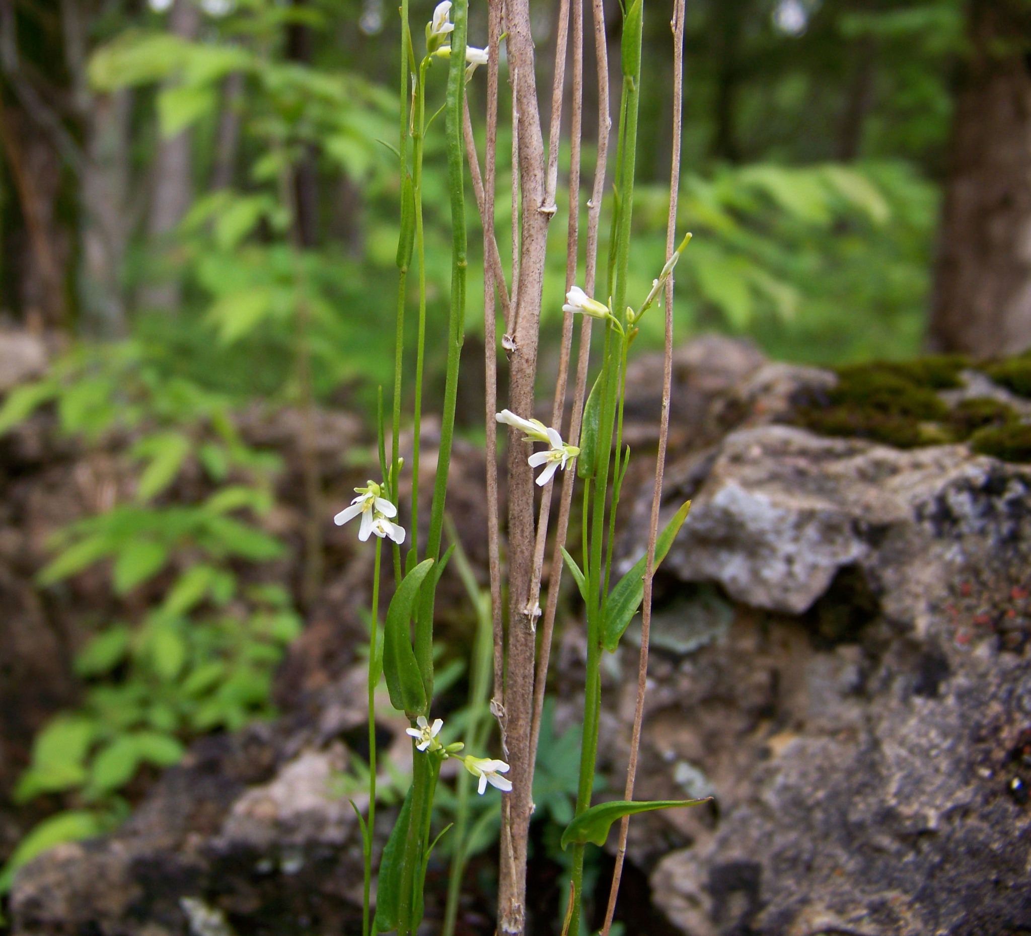 Arabis pycnocarpa