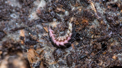 Phosphaenus hemipterus