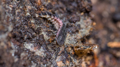 Phosphaenus hemipterus