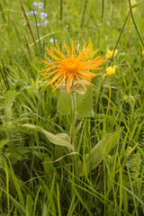 Pentanema orientale
