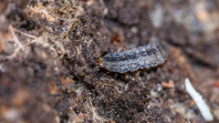 Phosphaenus hemipterus