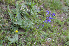 Salvia kuznetzovii