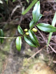Coptosapelta diffusa