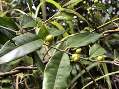 Coptosapelta diffusa