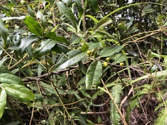 Coptosapelta diffusa