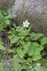 Campanula alliariifolia