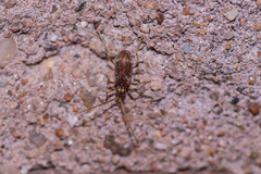 Ptinus raptor