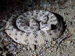 Crotalus cerastes cerastes