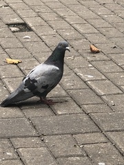 Columba livia domestica