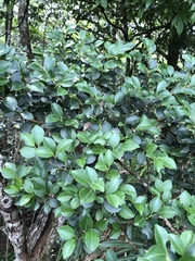 Ilex goshiensis