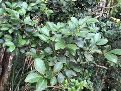 Ilex goshiensis