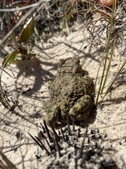 Vandijkophrynus