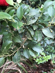 Ilex goshiensis