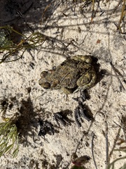 Vandijkophrynus