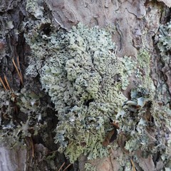 Hypogymnia farinacea
