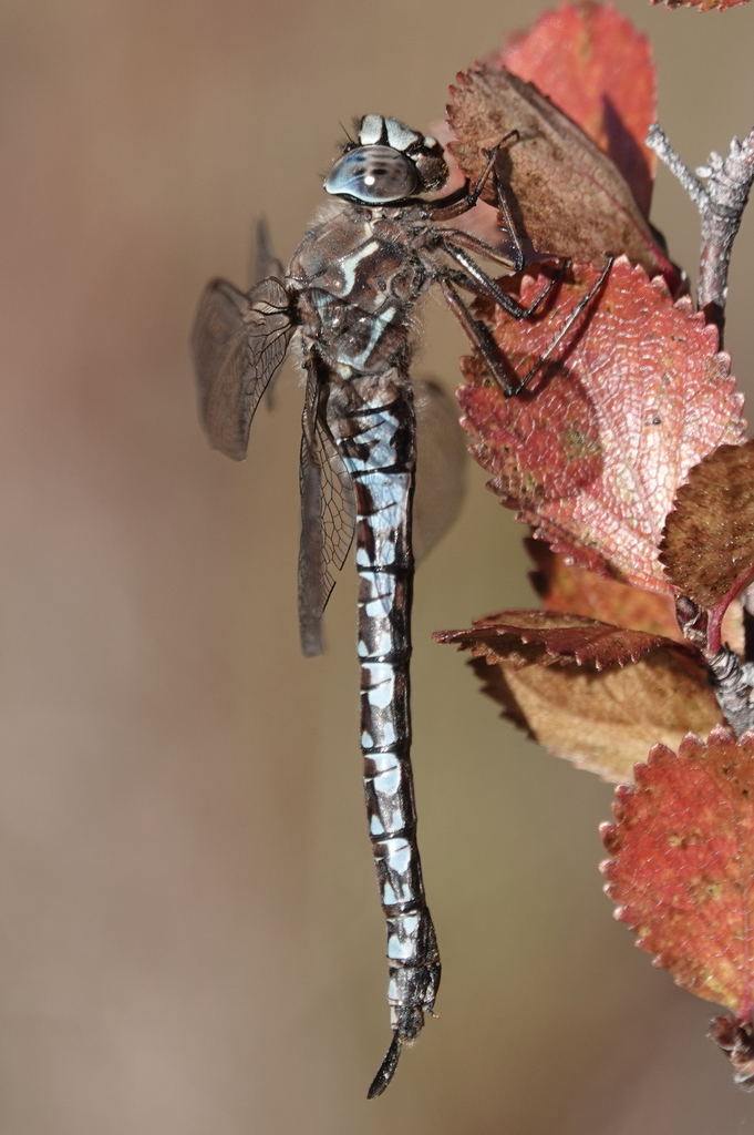 Zigzag Darner