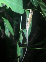Anolis chrysolepis