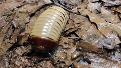 Arthrosphaera