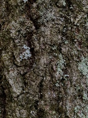 Lecanoromycetes
