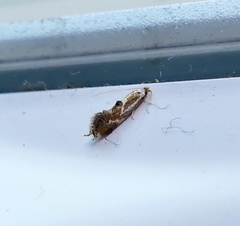 Philonome clemensella