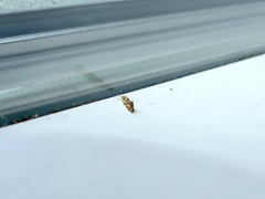 Philonome clemensella