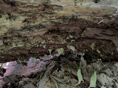 Fungi