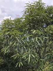 Photinia lasiopetala
