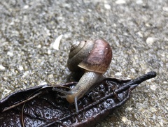 Bradybaena similaris image