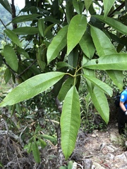 Photinia lasiopetala