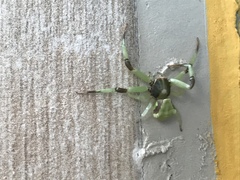 Misumenoides formosipes