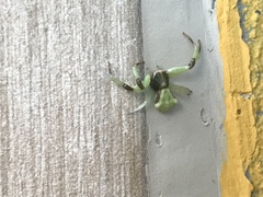 Misumenoides formosipes