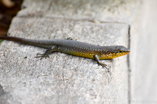 Speckle-lipped Mabuya