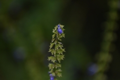 Salvia xalapensis