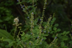 Salvia xalapensis